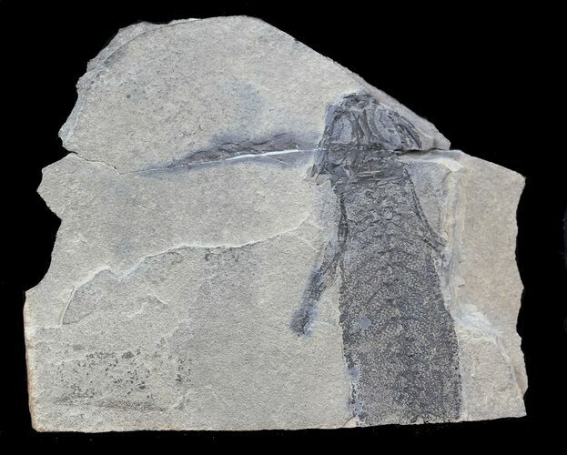 Permian Branchiosaur (Amphibian) Fossil - Germany #44394